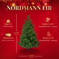 ต้นคริสต์มาส Nordmann Fir - Christmas Tree | H 210 cm.