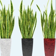 Snake Plant / Sensaverian Plant