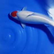 Ikan Koi Tancho Kohaku AKF 52cm Female