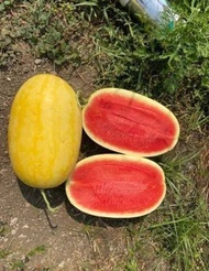 เมล็ดพันธุ์แตงโมเหลืองเนื้อแดง20-30 เมล็ด