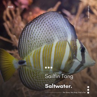 Ikan Hias Laut Sailfin Tang