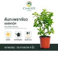 ต้นกะเพรา ออร์แกนิค Organic  Basil ต้นกะเพราเขียว กระเพราแดง และต้นโหระพาไทย ออร์แกนิค (รวมสมุนไพรไท