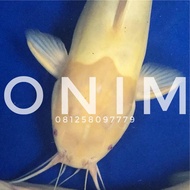 Ikan Hias Predator Lele Bule Putih Belang Albino Catfish Big Size