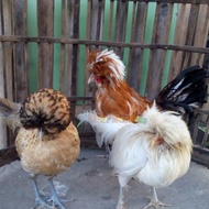 Jual Ayam Poland usia Anakan sampai Dewasa