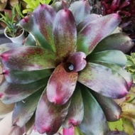 Bromeliad Neoregelia's pup as per pic @26aug22, cover pic as ref of mother plant outlook