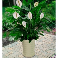 Indoor Plant - Spathiphyllum Wallisii " Peace Lily "
