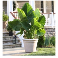 ALOCASIA MACRORRHIZA 'GIANT TARO' ☆ Reverted from Variegated ☆✨✨offer