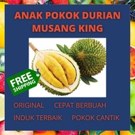 Anak Pokok Durian Musang King ( CEPAT BERBUAH ) - abby nursery