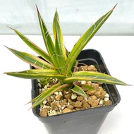 龍舌蘭科 瀧之白絲 Agave filiera