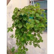 Pokok Hiasan Berjuntai