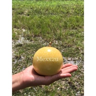 ( Jumbo size ) Panama Golden Rose Passion Fruit  ( 1kg ~ 3kg ) ( direct from farm )