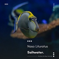 Ikan Hias Laut Naso Lituratus