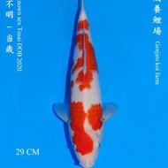 Ikan Koi Import Kohaku Genjiro Koi Farm Nice Pattern Good Skin