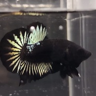 ikan cupang avatar gold anakan