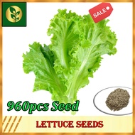 Lettuce Seeds | Lettuce Seed | Vegetable seeds | Golden Plant and Seed Store