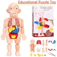 Montessori Toy 3D Puzzle Human Body Anatomy Model Toys Kits Organ Assembled Educational Tool Gift for boy and girls