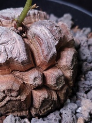 小深裂) 南非龜甲龍  5.4cm    連 花盆 塊根 植物 盆栽 Plant  caudex 非象牙宮 增值之選【實拍。只此一盆】 👑 9年老店