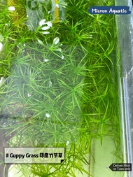 [Live Plant] Guppy Grass / Najas Guadalupensis/ Najas Indica / Bamboo Grass