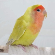 JOBO | Affectionate Pet Bird Talking Parrot