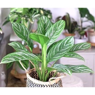 Biji Benih Rare Stripes Aglaonema - 3 Seed