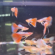 Albino Sky Red Ribbon Guppy Live Fish