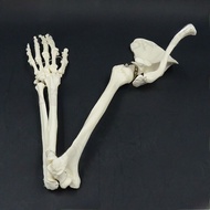 Adult Human Skeleton Model Upper Limb Bone Leg Bone Femur Humerus Foot Bone PNATOMY Static Model Toy