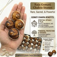 Big Raja Gomati Chakra / Big Gomati Chakra