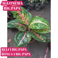 Aglonema Big Papa
