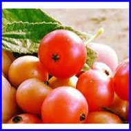 ✿ ♠ ◆ KERSON-FRUIT (ARATILIS) SEED`S FAST & AGGRESSIVE GROWING PLANT