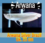 Arwana silver Brazil 25cm - Ikan Mati Garansi Ganti