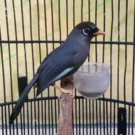burung Poksay Mandarin gacor