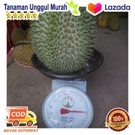 2 Durian Mk Musangking Dan Duri Hitam Malaysia Xeon