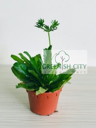GNC - Thorny Coriander Herbs Plant Herb Pokok Herba Cilantro Japan Coriander 刺芫荽