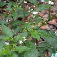 POHON LENCA / TANAMAN BUAH LENCA