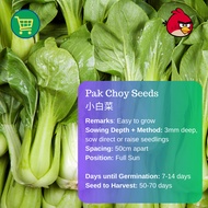 Dwarf F1 Pak Choy Seeds 小白菜 (2.5g | 10g | 29g)