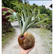 Platycerium Alcicorne Madagascar/Vassei