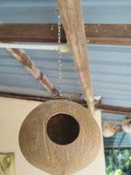 sarang  tempurung / rumah sugar glider dan hamster
