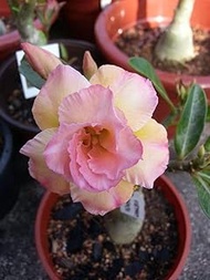 2 Pink Desert Yellow Rose Seeds Adenium Obesum Fiore perenne Exotic