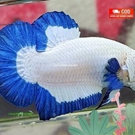 Reidi ikan cupang plakat blue rim jantan