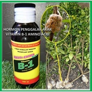 HORMON PENGGALAK AKAR VITAMIN B-1