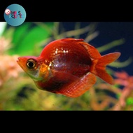 ikan rainbow red balon / ikan hias aquarium