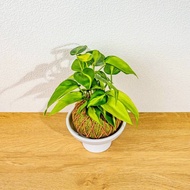 苔球植物 斑葉心葉蔓綠絨黃綠苔球加磨砂高腳缽 苔球 苔玉 禮物