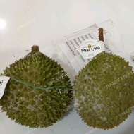 Durian musang king nitro utuh -+ 1.8 kg