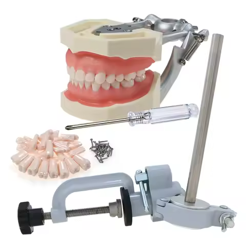 Dental Typodont Model fit Kilgore NISSIN 500 Type With 28Pcs Removable Teeth M8011