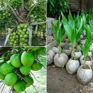 SEGAR!! paket hemat 10 Bibit tanaman kelapa Hibrida hijau super Unggul