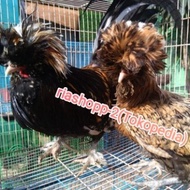 Ayam Poland Jambul Dewasa Siap Produksi Jantan Atau Betina