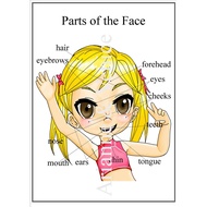 A4 Reusable Laminated Parts of the Face Wall Chart for Kids and Online ESL Teachers