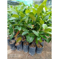 pokok CEMPEDAK KING HYBRID