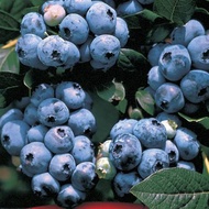 Blueberry fruits bonsai plant seeds 15