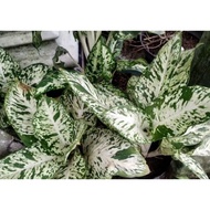 Aglonema Diven Tisu Brazil Diven aglonema candy diven sparkle